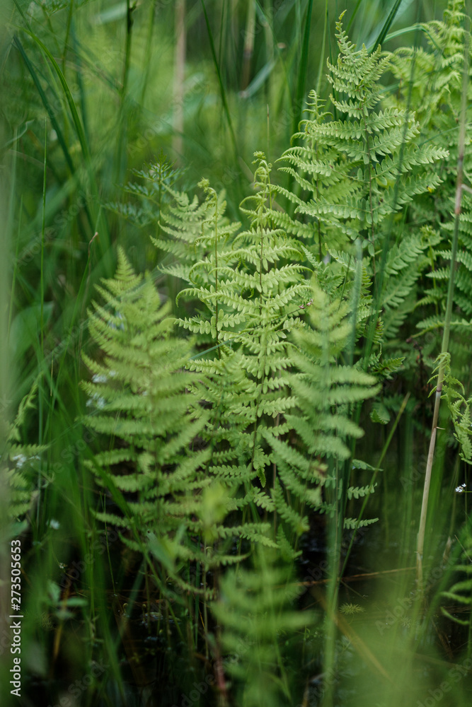young fresh fern leaves in forest summer after the rain young fresh fern leaves in forest summer after the rain