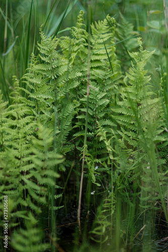 young fresh fern leaves in forest summer after the rain