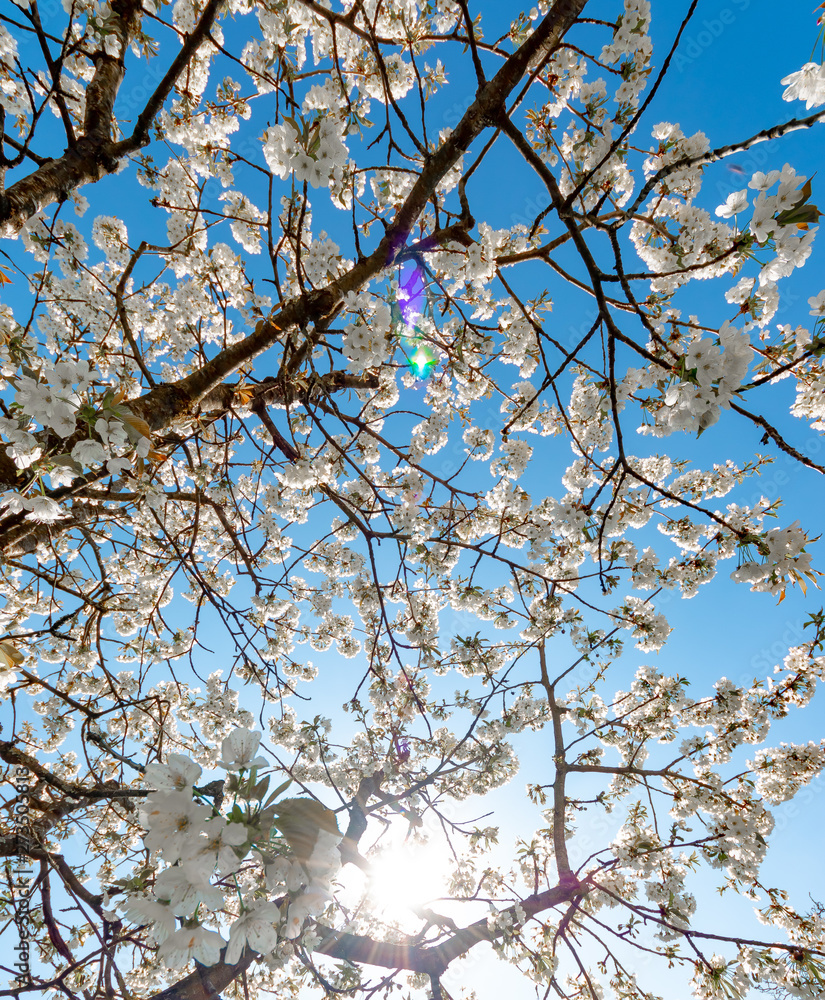 weiße Blütenknospen von Kirschbaum erblühen im Frühling. Die Natur erwacht zum Leben