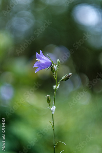 beautiful purple blue summer flowers isolated on green background