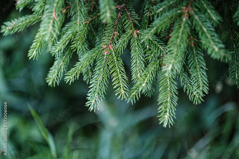 summer green mixed tree forest with green grass foliage summer green mixed tree forest with green grass foliage