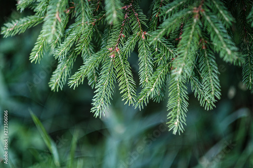 summer green mixed tree forest with green grass foliage