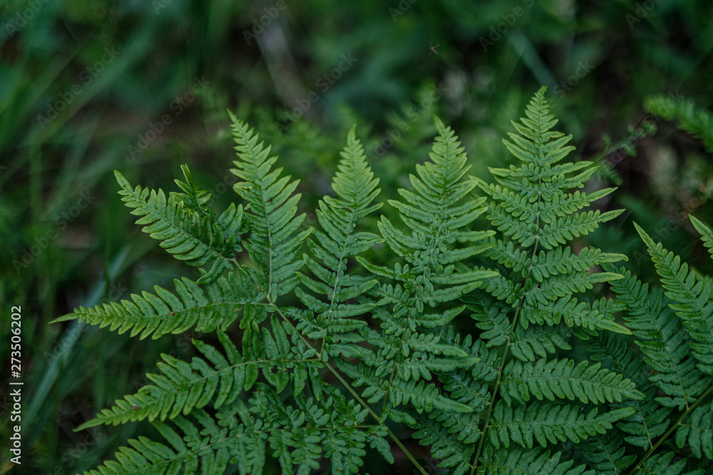 young fresh fern leaves in forest summer after the rain young fresh fern leaves in forest summer after the rain