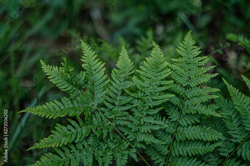 young fresh fern leaves in forest summer after the rain