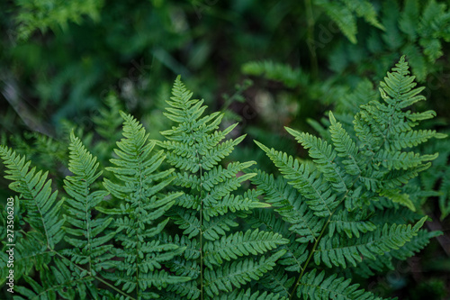 young fresh fern leaves in forest summer after the rain