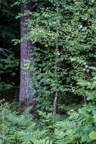 summer green mixed tree forest with green grass foliage