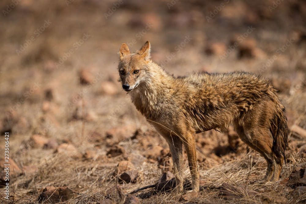 Indian Jackal or Canis aureus indicus calmly walking and observing the behavior possible prey at ranthambore tiger reserve, rajasthan, india
