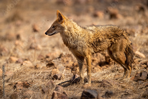 Indian Jackal or Canis aureus indicus calmly walking and observing the behavior possible prey at ranthambore tiger reserve  rajasthan  india