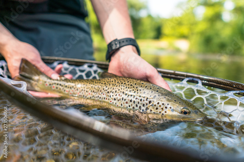 Brown trout (Salmo Trutta Fario)