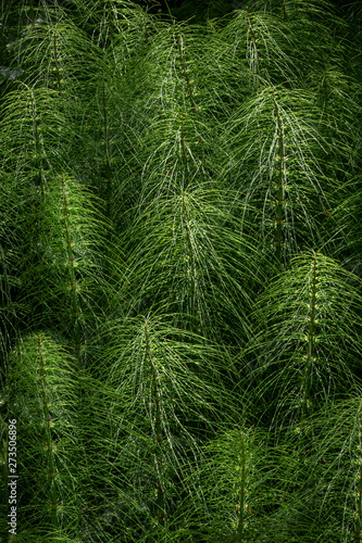 abstract backdrop background beams beautiful beauty botany california central california closeup environment equisetum fern ferns field flora foliage forest fresh garden giant grass great green growth