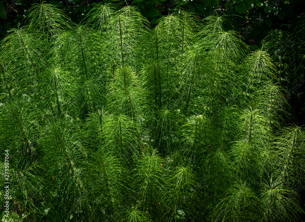 Obraz premium Sunlight beams through a shaded forested area and highlights a patch of Northern Giant Horsetails (Equisetum telmateia), in Monterey, along the central coast of California. 