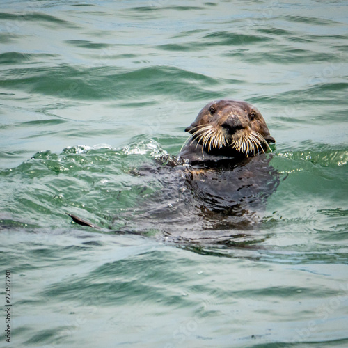 A wild California Sea Otter (Enhydra lutris) with thick bushy ("mustache") whiskers stares into camera as it swims along the central coast of California in Monterey Bay, near Carmel and Big Sur.