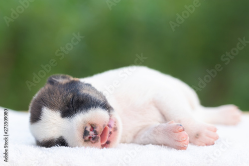 Newborn dogs has black and white color sleeping and open mouth show tongue on a white towel with a blurred background of green nature. It's a cute and nurturing animal. © krumanop