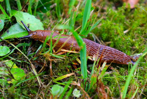 A giant slug in Germany crawls through the grass