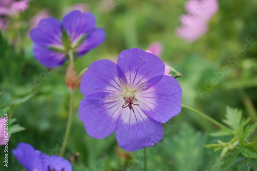 purple flowers in the garden