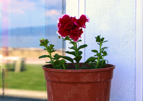 Flower in a pot window side in summer