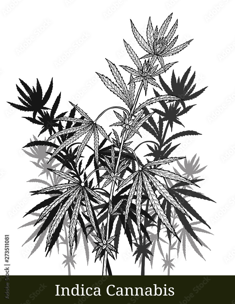Fototapeta premium Indica cannabis by hand drawing.Cannabis tree vector graphics design art highly detailed in line art style.