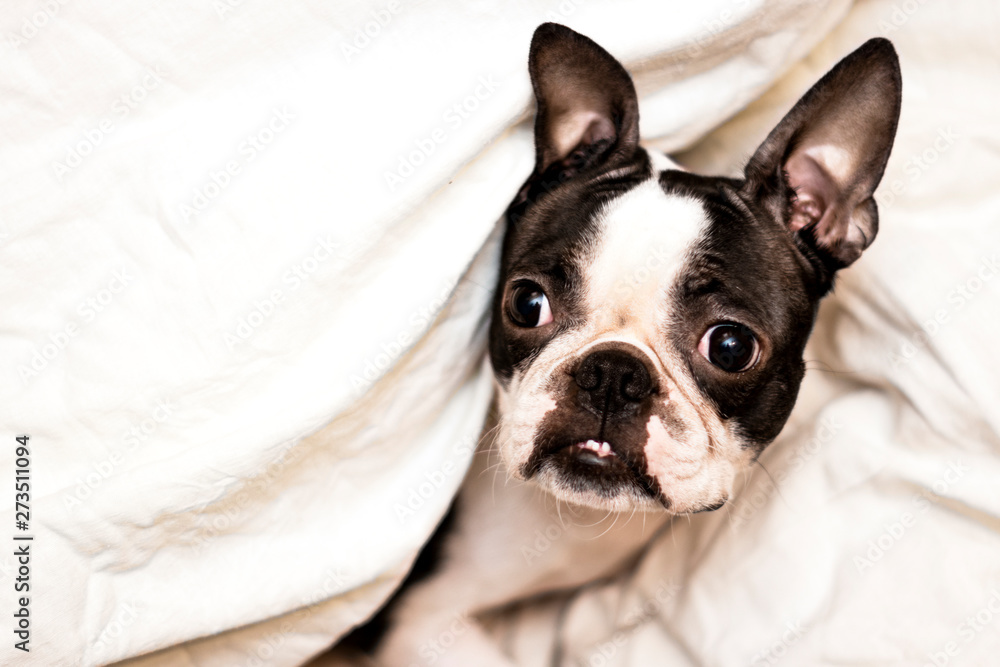 Boston Terrier rests and sleeps on a cozy white bed with pillows.