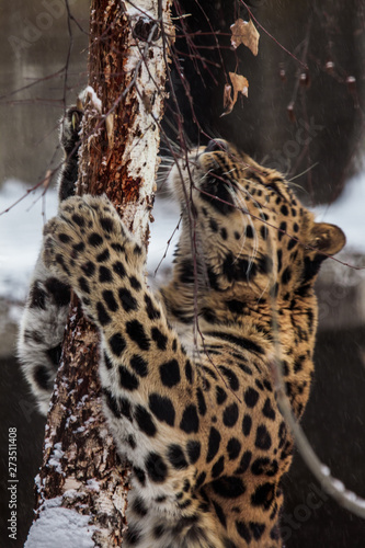 Eastern leopard in winter pulls a tree with claws, flexing its paws, close-up
