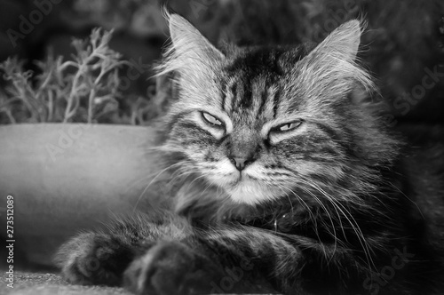 Portrait of a lying Persian cat with unkempt long gray hair. © Tanes