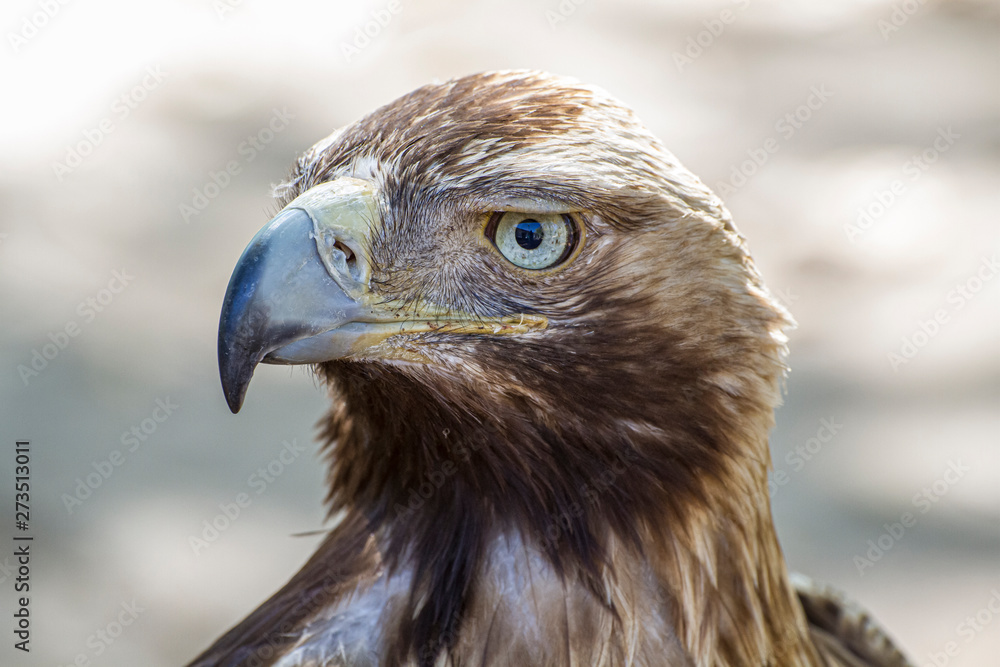 Fototapeta premium freedom eagle, diurnal bird of prey with beautiful plumage and yellow beak