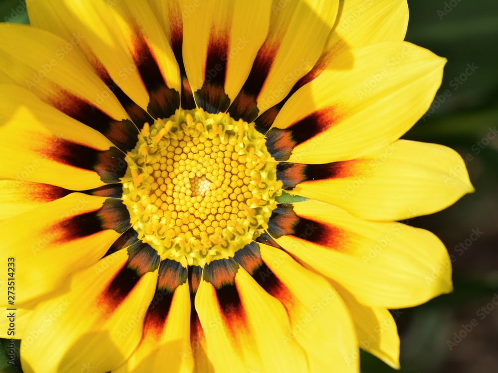 Beautiful gazania flower (Gazania rigens) of bright yellow color Beautiful gazania flower (Gazania rigens) of bright yellow color