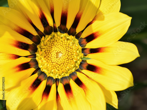 Beautiful gazania flower  Gazania rigens  of bright yellow color