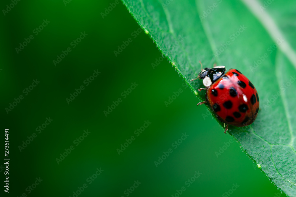 Ladybug eating on a leaf, Coccinellidae, Arthropoda, Coleoptera, Cucujiformia, Polyphaga Ladybug eating on a leaf, Coccinellidae, Arthropoda, Coleoptera, Cucujiformia, Polyphaga