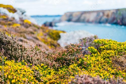 Heather and yellow gorse flower close-up. Brittany, France