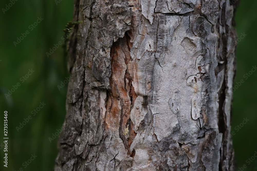Fototapeta premium tree bark close up