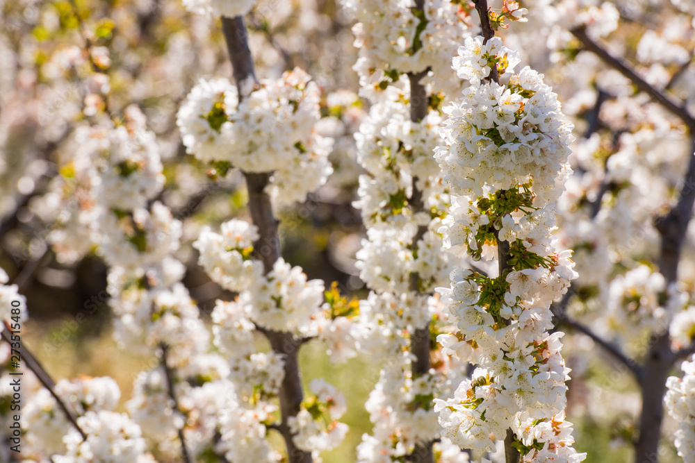 Detail of white cherry blossoms in Valdastilla, Valle del Jerte. Detail of white cherry blossoms in Valdastilla, Valle del Jerte.