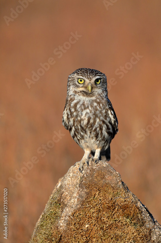 Little owl (Athene noctua) perched on a stone