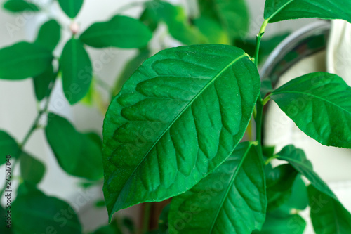 leaf of small indoor lemon tree