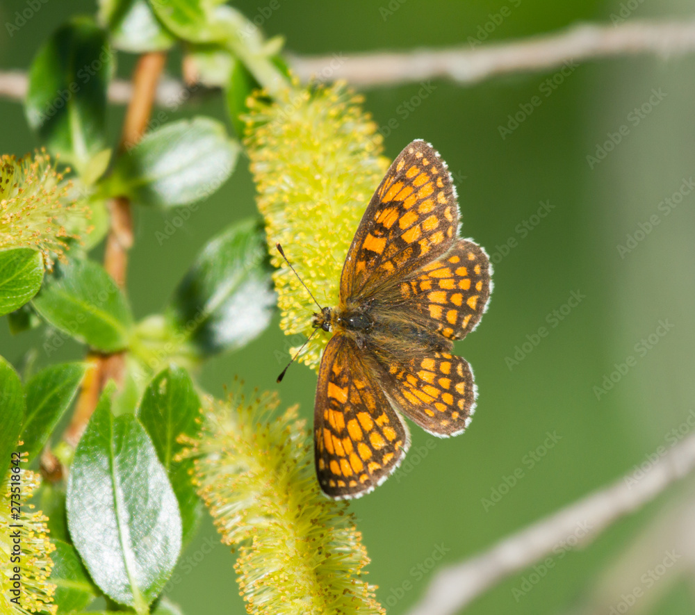 Heath fritillary (Melitaea athalia) butterfly on the catkins tree Heath fritillary (Melitaea athalia) butterfly on the catkins tree