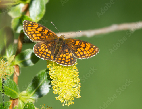 Heath fritillary (Melitaea athalia) butterfly on the catkins tree