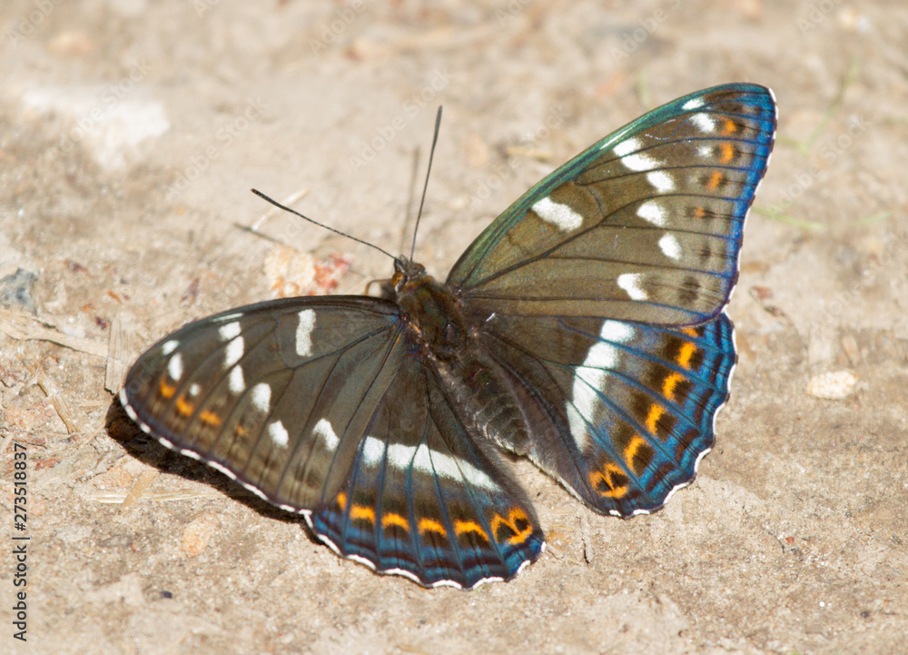 Poplar admiral (Limenitis populi) butterfly on the ground