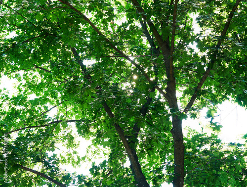 Summer tree crown with counter light background