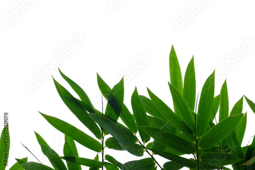 Bamboo leaves with branches on white isolated background for green foliage backdrop 
