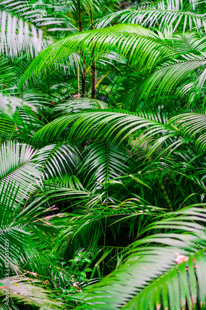 Tropical jungle palm foliage, light green toned Tropical jungle palm foliage, light green toned