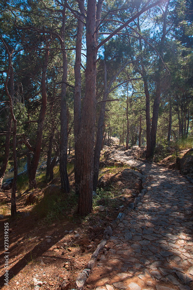 Spruce forest, with paved stone paths. Alanya, Turkey Spruce forest, with paved stone paths. Alanya, Turkey