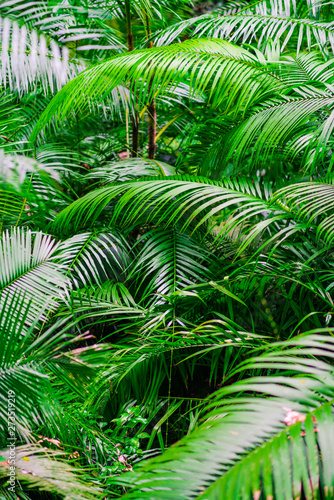 Tropical jungle palm foliage, light green toned