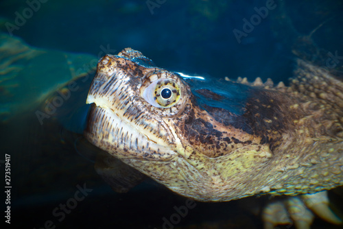 marine turtle head closeup eye reptile lake animal