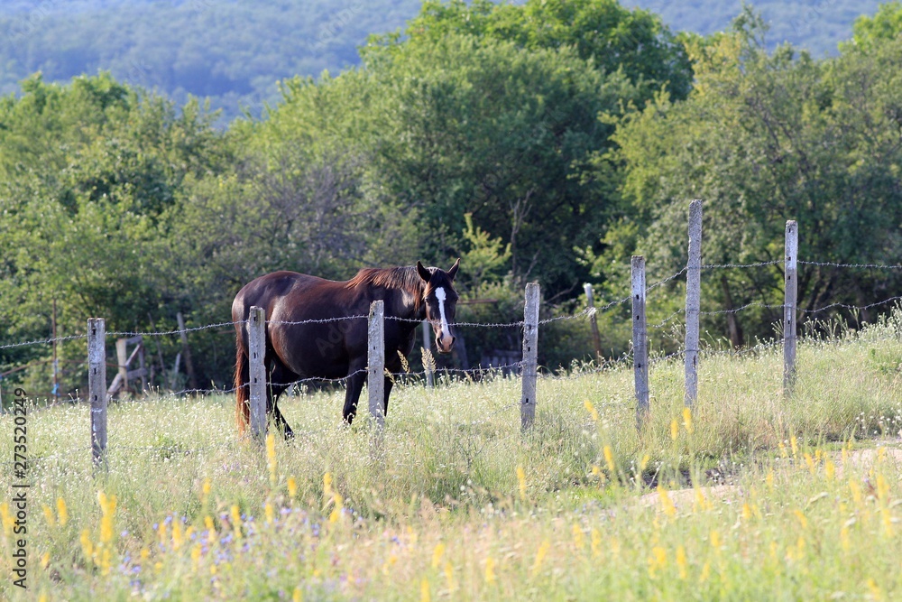 Horse grazing in the meadow