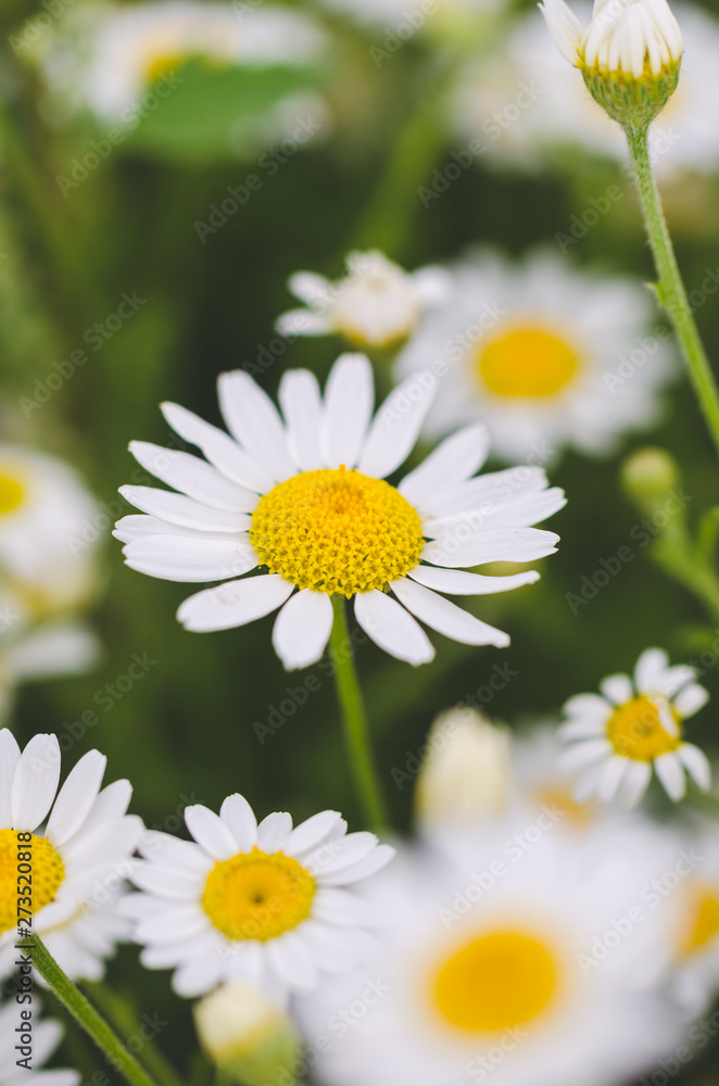 Flowering marguerite flowers or daisies. Closeup of the flower of marguerite flower in portrait format. Can be used as wall wallpaper or mural in wellness areas