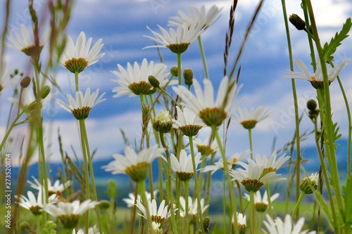 field of daisies and blue sky