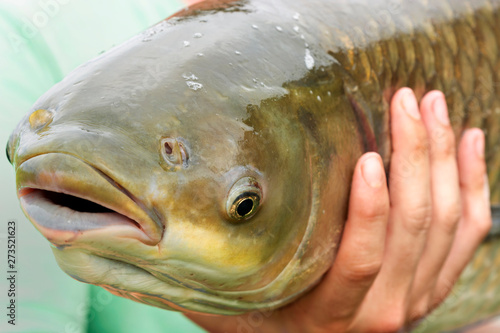 Photography Grass carp (Ctenopharyngodon idella) portrait