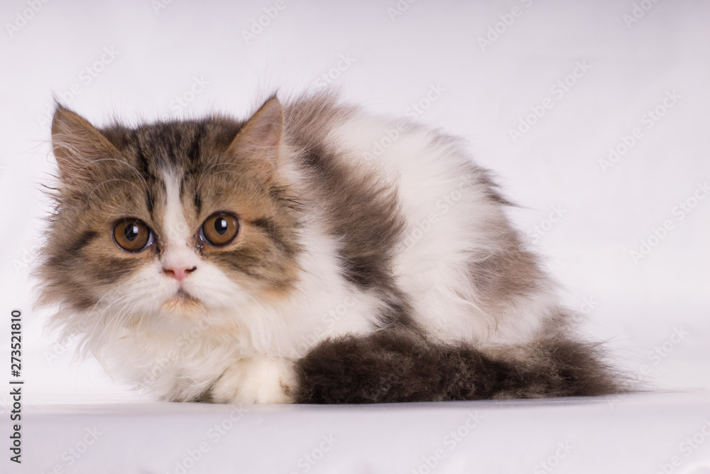 Persian beautiful cat looking with fear at camera isolated on white background