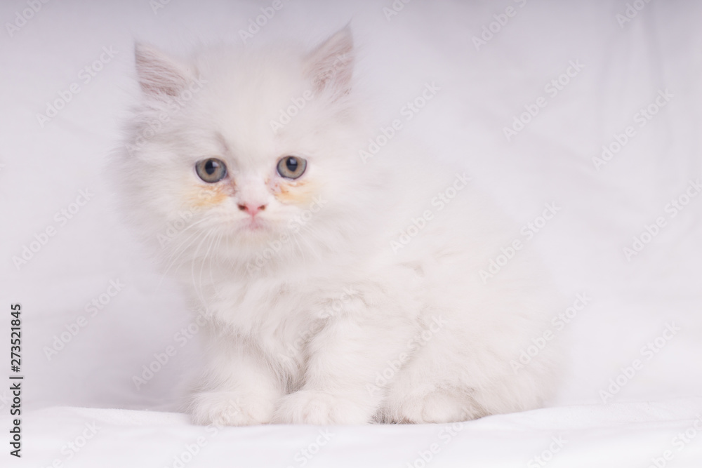 White Persian cat kitten lying down looking at camera isolated on white backgrownd - text space down-