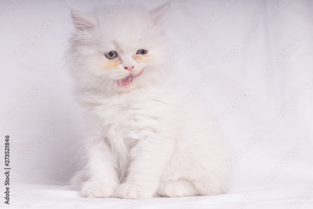 White Persian cat kitten lying down looking at camera doing something weirdisolated on white backgrownd - text space down-