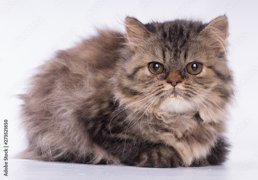 Persian brown cat looking at camera isolated on white background